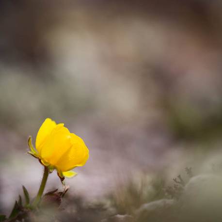 Potentilla neumanniana