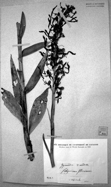 Himantoglossum-4